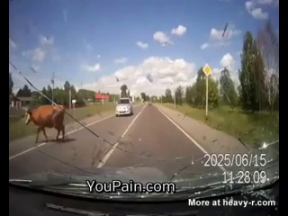 hit a cow on the road